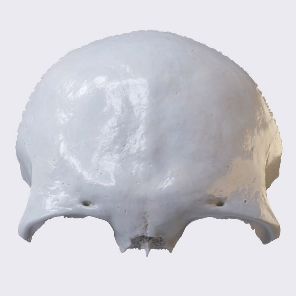 Overview of frontal bone